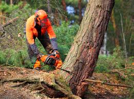 Best Soil Testing and Treatment  in Glen Cove, NY