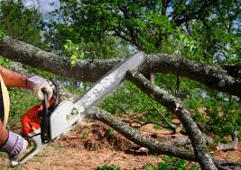 Professional Tree Services in Glen Cove, NY