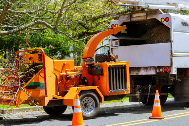 Professional Tree Services in Glen Cove, NY