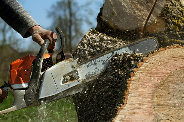 Best Pest Control for Lawns  in Glen Cove, NY